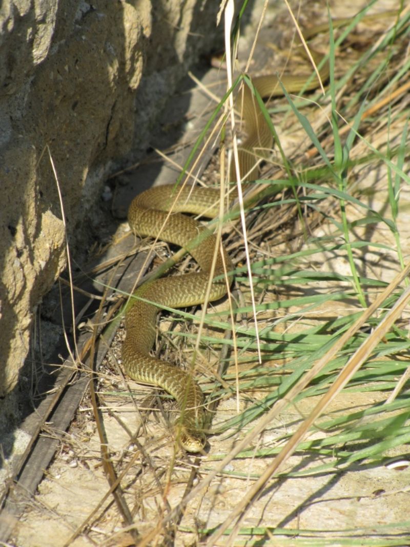 Biacco a colorazione anomala